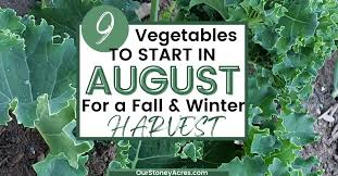 Which crops  can be planted on August